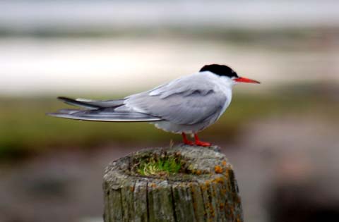Eine Möwe am Göta Älv Eine Möwe am Göta Älv