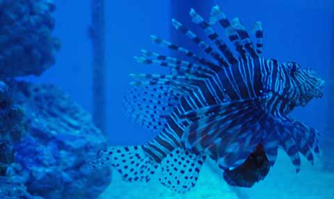 Giftige Fische