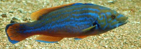 Fische im Universeum G&ouml;teborg
