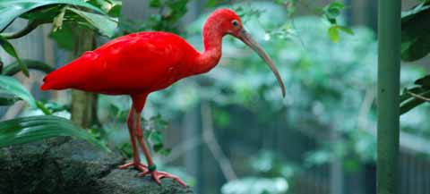 Regenwald im Universeum G&ouml;teborg